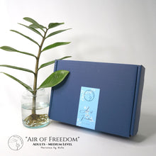 Load image into Gallery viewer, DIY KIT "Air of Freedom" + WORKSHOP - Adults - Dreamcatcher