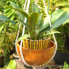 Load image into Gallery viewer, MAYA GARDEN - HOME DECOR