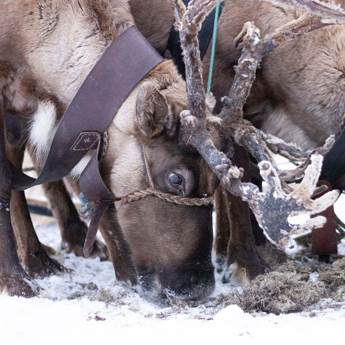 Who are the Christmas reindeer? 