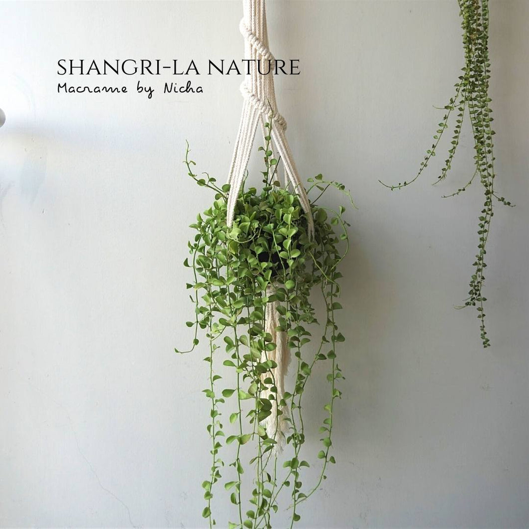 SHANGRI-LA NATURE - PLANT HANGER